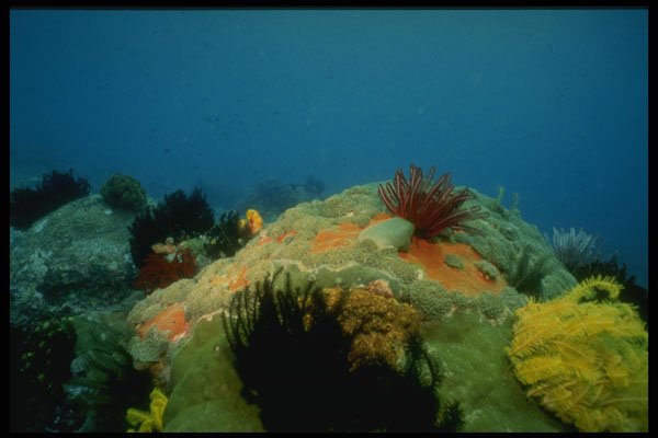 307089 Seascape, Red Crynoid On Pink Sponge A4 Photo Print