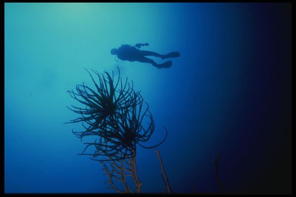307090 Diver Silhouetted Behind Crynoid A4 Photo Print