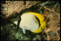 307091 Lined Butterfly Fish Under Brown Gorgonian Sea Fan A4 Photo Print