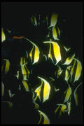 307092 School Of Moorish Idols In Net A4 Photo Print