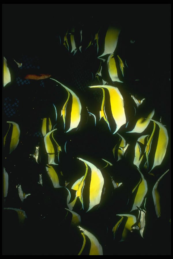 307092 School Of Moorish Idols In Net A4 Photo Print
