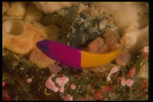 307093 Purple & Yellow Blenny A4 Photo Print