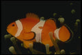 307094 Clown Anemone Fish A4 Photo Print