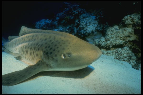 307095 Leopard Shark On Sand A4 Photo Print
