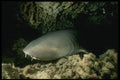 307096 Nurse Shark (close up) A4 Photo Print