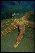 307097 Knobby Starfish On Green Coral A4 Photo Print