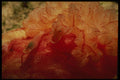 307098 Symbiotic Shrimp On Hexabrancha Nudibranch A4 Photo Print