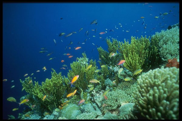 307099 Seascape, School Of Anthias With Green Algae A4 Photo Print