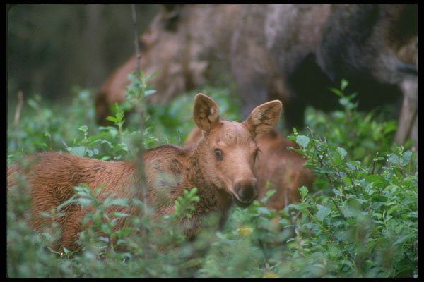 309001 Moose Calves A4 Photo Print