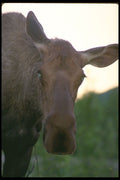 309002 Female Moose A4 Photo Print