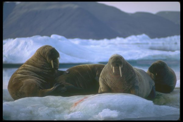 309003 Walrus, Beaufort Sea A4 Photo Print