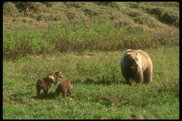 309004 Grizzly And Cubs A4 Photo Print