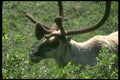 309005 Mountain Caribou, Denali Park A4 Photo Print