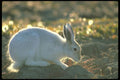 309006 Arctic Hare A4 Photo Print