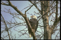 309007 Bald Eagle, Haines A4 Photo Print