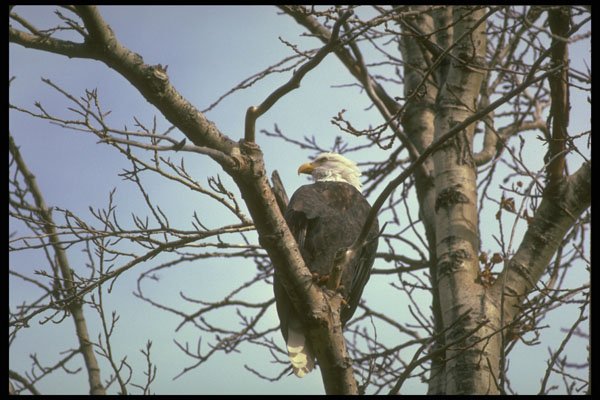 309007 Bald Eagle, Haines A4 Photo Print