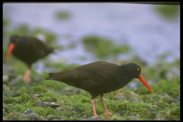 309008 Oyster Catchers A4 Photo Print