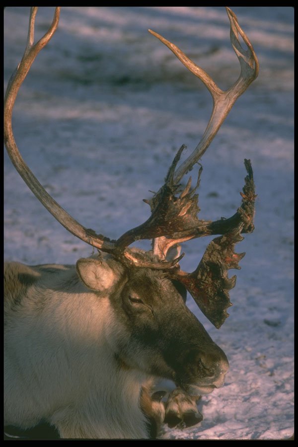 309009 Woodland Caribou A4 Photo Print