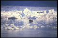 309014 Icebergs, Prince William Sound A4 Photo Print