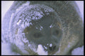309015 Ringed Seal, Beaufort Sea A4 Photo Print