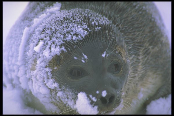 309015 Ringed Seal, Beaufort Sea A4 Photo Print