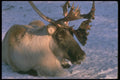 309016 Woodland Caribou A4 Photo Print