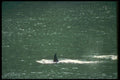309029 Killer Whale A4 Photo Print