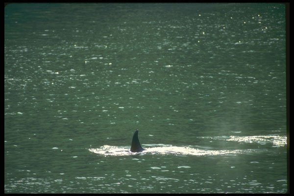 309029 Killer Whale A4 Photo Print