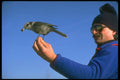 309030 Gray Jay A4 Photo Print