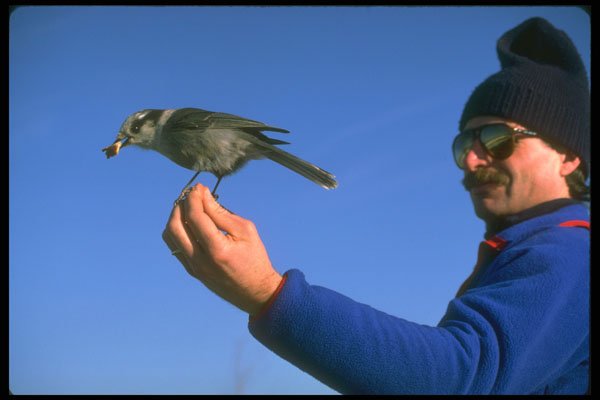 309030 Gray Jay A4 Photo Print