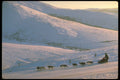 309031 Dog Musher, Yukon Quest Race A4 Photo Print