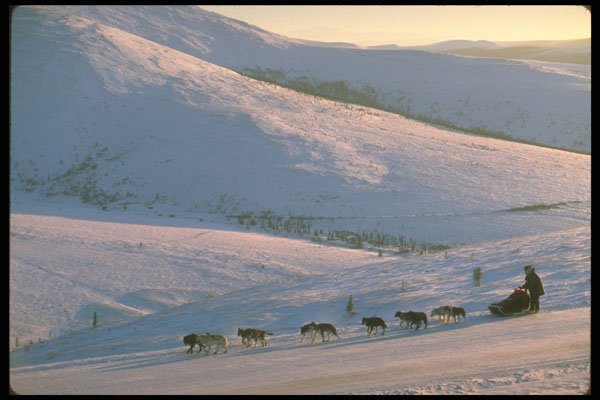 309031 Dog Musher, Yukon Quest Race A4 Photo Print