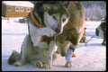 309035 Racing Dogs A4 Photo Print