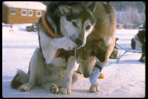 309035 Racing Dogs A4 Photo Print