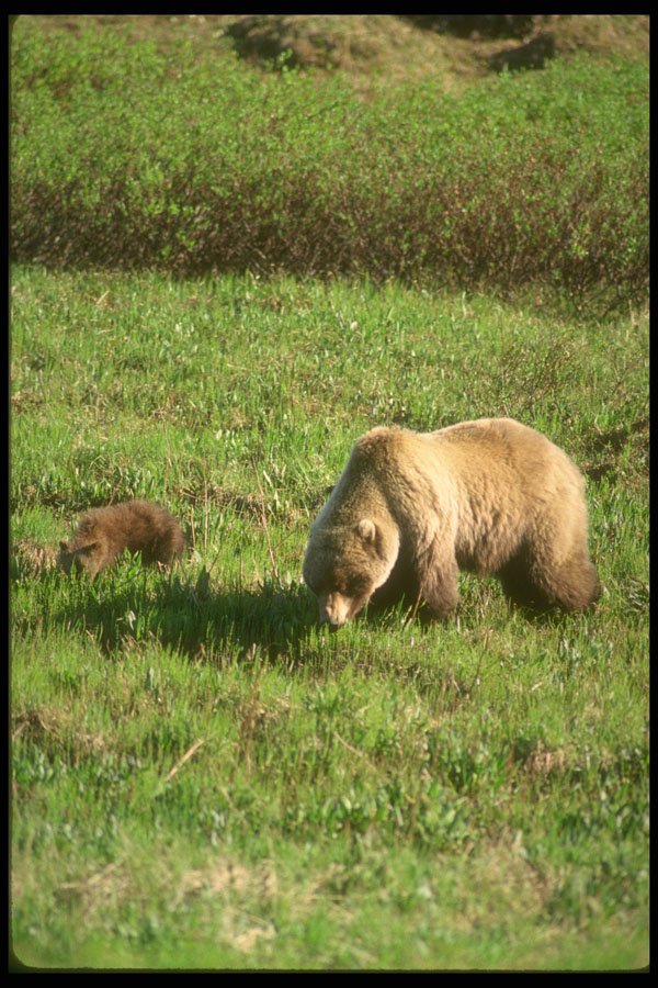 309059 Grizzly And Cubs A4 Photo Print