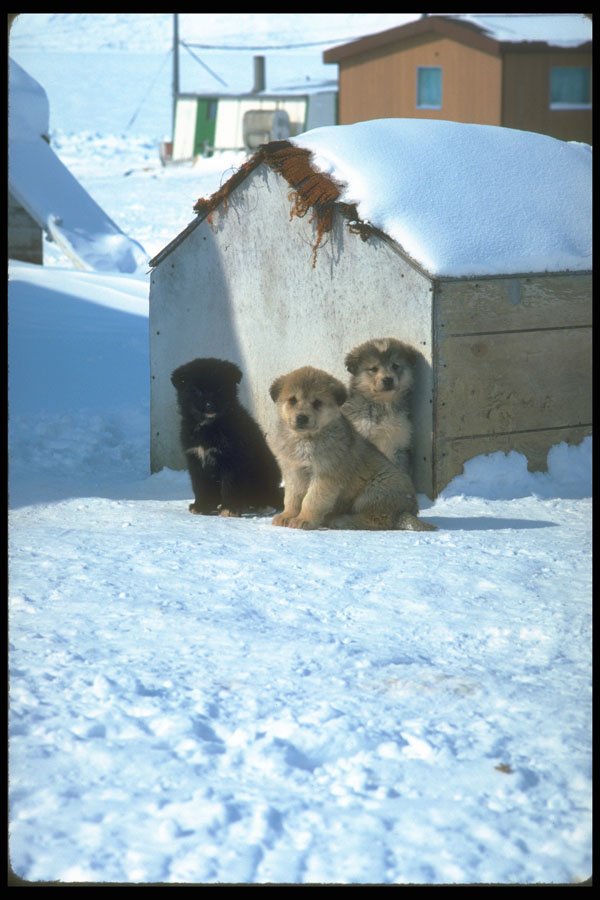 310011 Baby Sled Dogs, Greenland A4 Photo Print