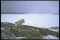310012 Eskimo Sled Dog, Baffin Island A4 Photo Print
