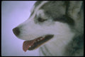 310013 Sled Dog (close up) A4 Photo Print