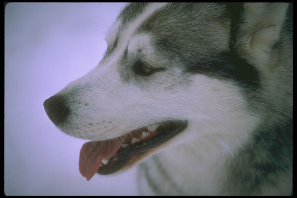 310013 Sled Dog (close up) A4 Photo Print