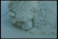 310014 Sled Dog In Storm A4 Photo Print