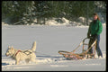 310017 Dog Sledding, Mont Ste Marie, Quebec A4 Photo Print