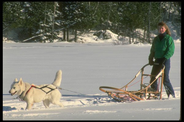 310017 Dog Sledding, Mont Ste Marie, Quebec A4 Photo Print