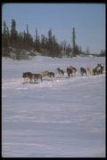310022 Dog Racing, Yukon A4 Photo Print