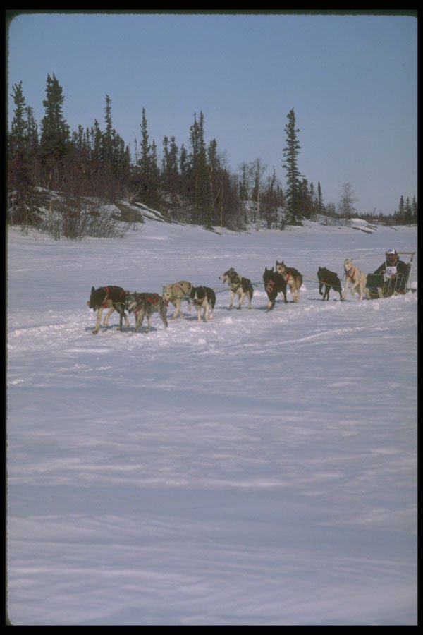 310022 Dog Racing, Yukon A4 Photo Print