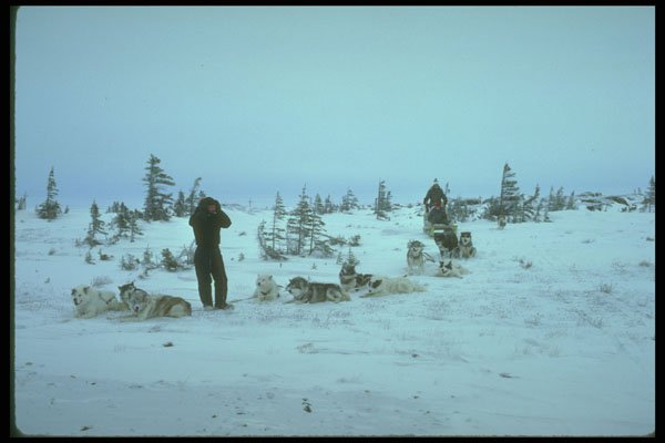 310023 Dogs Resting, Churchill, Manitoba A4 Photo Print