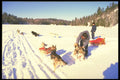 310026 Dog Sledding, Mont Ste Marie, Quebec A4 Photo Print