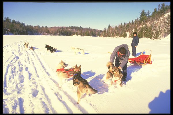 310026 Dog Sledding, Mont Ste Marie, Quebec A4 Photo Print