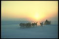 310028 Dog Sled Travel At 45 Degrees Celsius, Baffin Island A4 Photo Print