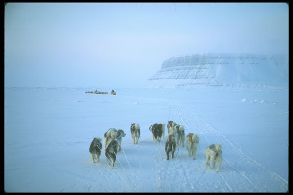 310029 Dog Teams, Devon Island, Northwest Territories A4 Photo Print