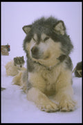 310033 Resting Dog A4 Photo Print